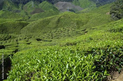 the tea plantation at Cameron Highlands, Malaysia