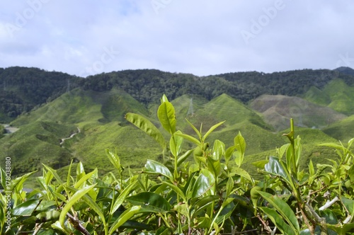 the tea plantation at Cameron Highlands  Malaysia