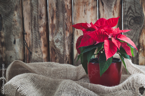 Christmas poinsettia isolated on the vintage wooden background. photo