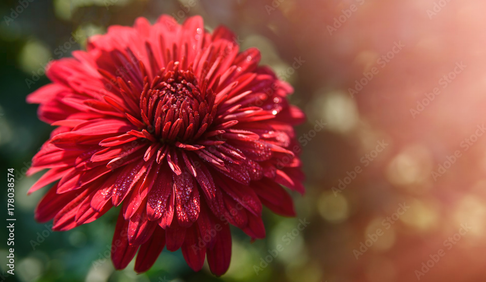 Red chrysanthemum flowers in garden. Autumn background with copy space. Selective focus Red chrysanthemum flowers in garden. Autumn background with copy space. Selective focus