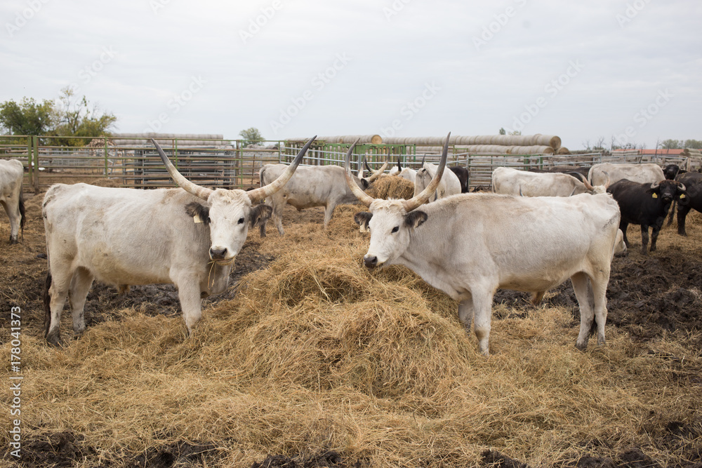 Hungarian grey bull, and water buffalo on the farm