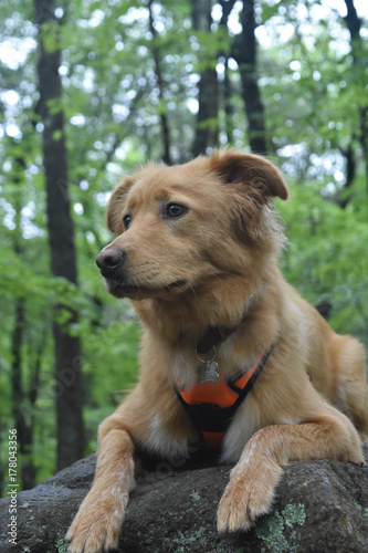 Cute scotty puppy looking into the distance photo