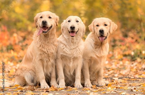 Fototapeta Naklejka Na Ścianę i Meble -  Golden retriever dog in the nature an autumn day