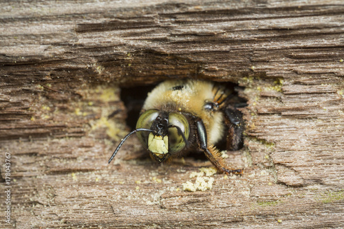 A carpenter bee emerging from its nest borrow in a piece of wood photo