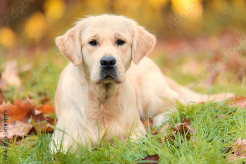 Golden retriever dog in the nature an autumn day © SasaStock