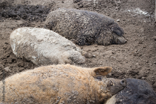 Mangalica a Hungarian breed of domestic pig photo