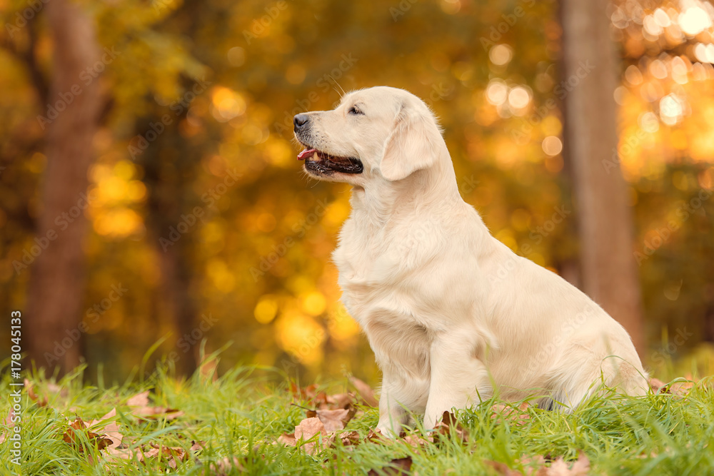 Golden retriever dog in the nature an autumn day