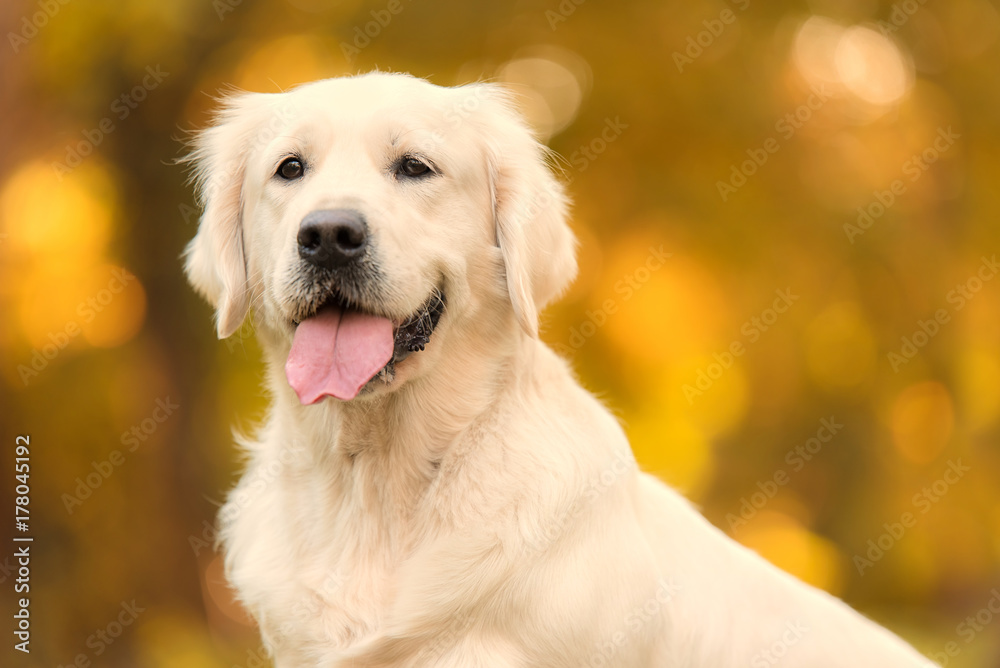 Golden retriever dog in the nature an autumn day Golden retriever dog in the nature an autumn day