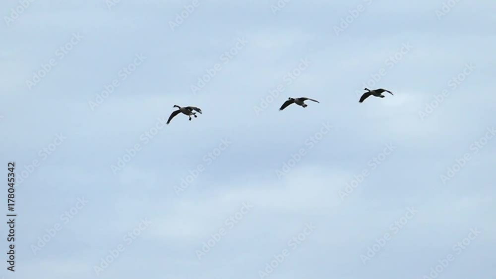 Graceful Flock of Canadian Geese Flying in Slow Motion
Graceful Flock of Canadian Geese Flying in Slow Motion