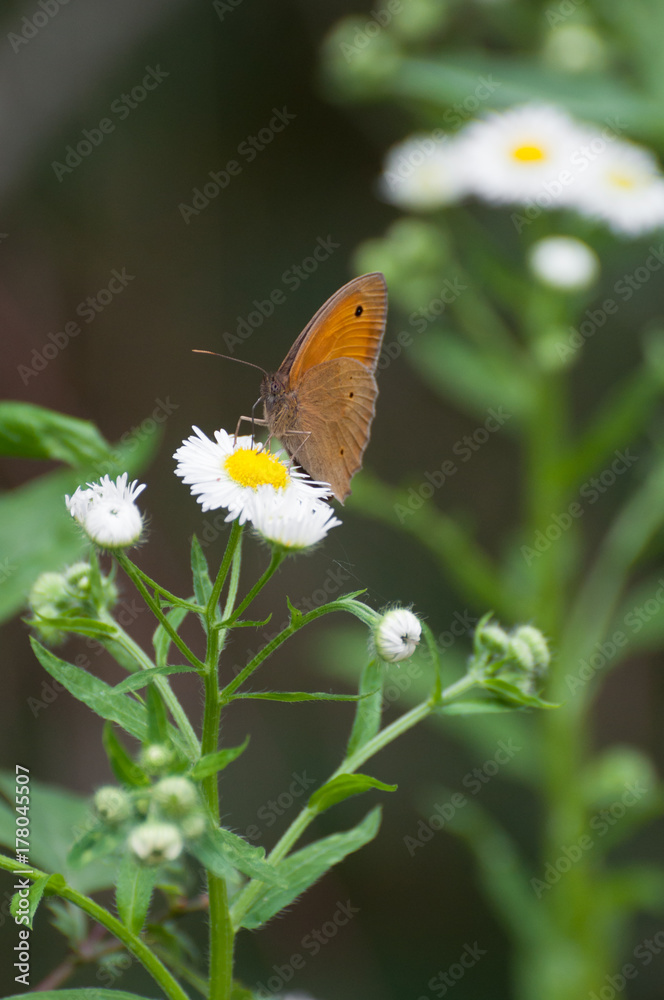 butterfly searching for nectar on a small white flower, vertical view butterfly searching for nectar on a small white flower, vertical view