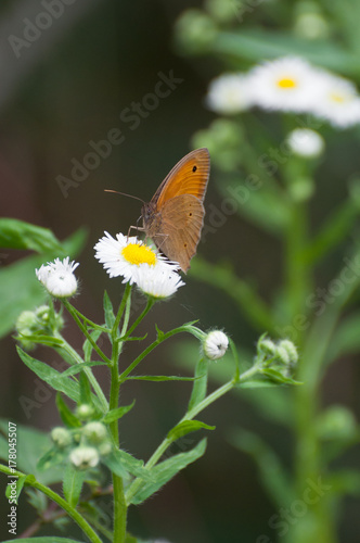 butterfly searching for nectar on a small white flower, vertical view