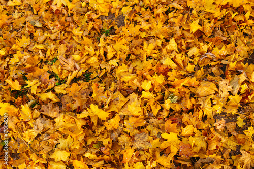 colorful autumn leaves on the ground