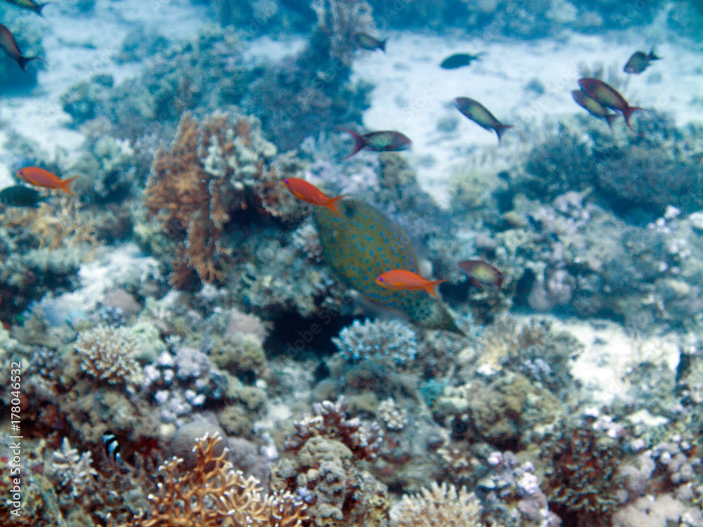Unterwasser Ägypten Unterwasser Ägypten