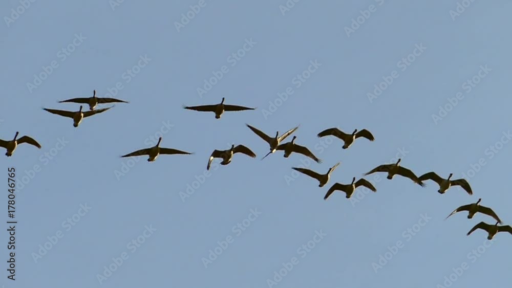 Graceful Flock of Canadian Geese Flying in Slow Motion
Graceful Flock of Canadian Geese Flying in Slow Motion