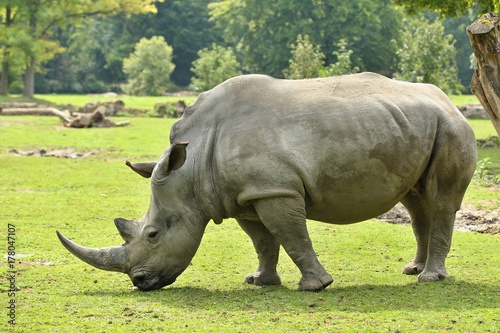 White rhinoceros in the beautiful nature looking habitat. Wild animals in captivity. European zoos. Prehistoric and endangered species in zoo.