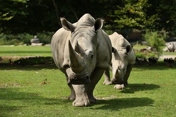 Fototapete Nashorn Weißes Nashorn im schönen Naturlebensraum. Wilde Tiere in Gefangenschaft. Europäische Zoos. Prähistorische und gefährdete Arten im Zoo.  © photocech
