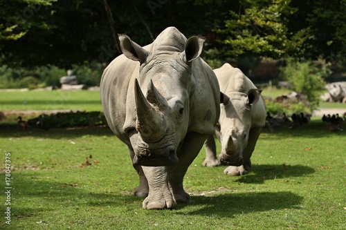 White rhinoceros in the beautiful nature looking habitat. Wild animals in captivity. European zoos. Prehistoric and endangered species in zoo.