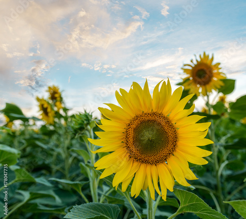 Beautiful sunflowers in the field natural background  Sunflower blooming
