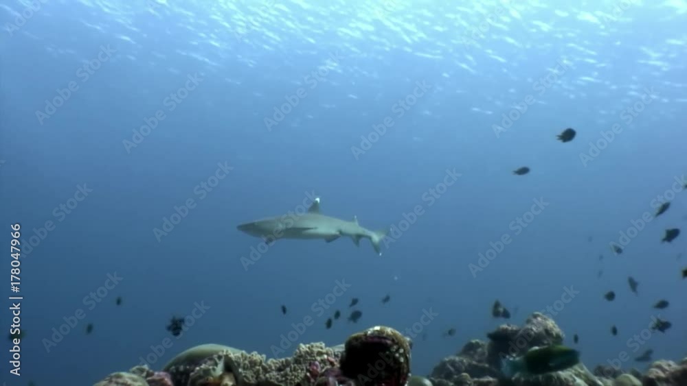 Reef shark underwater on background of amazing coral in seabed Maldives. Unique macro video footage. Abyssal relax diving. Natural aquarium of sea and ocean. Beautiful animals in search of food. Reef shark underwater on background of amazing coral in seabed Maldives. Unique macro video footage. Abyssal relax diving. Natural aquarium of sea and ocean. Beautiful animals in search of food.