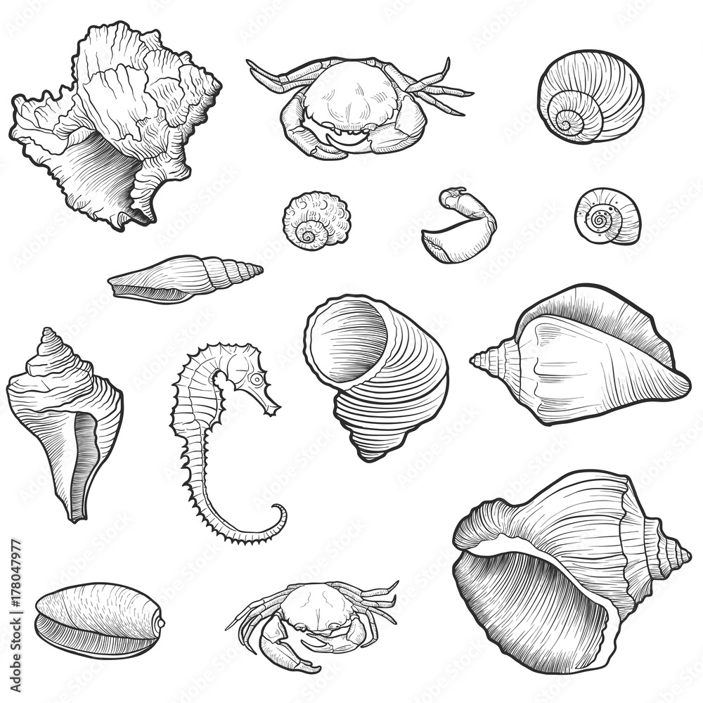 hand drawn vector seashells hand drawn vector seashells