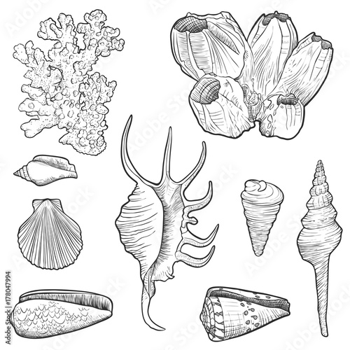 hand drawn vector seashells photo