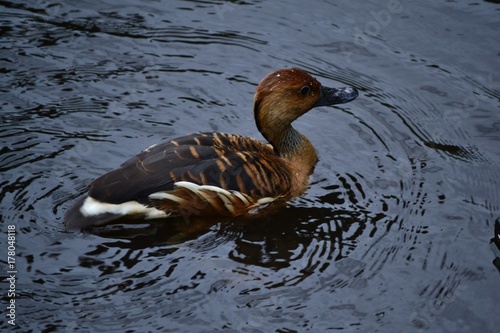 Lonely duckling