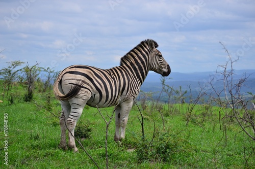 Prime zebra