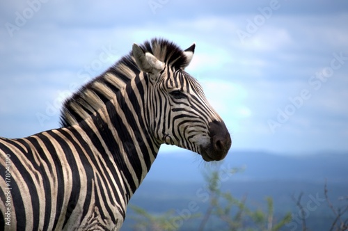 Zebra closeup