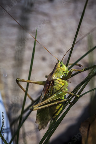 Grasshopper © vladuzn