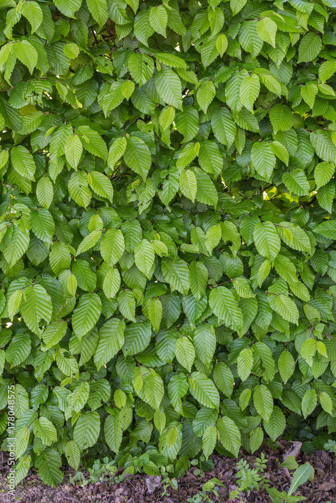 Common hornbeam is often cultivated as an ornamental tree, for planting in gardens and parks. Common hornbeam is often cultivated as an ornamental tree, for planting in gardens and parks.