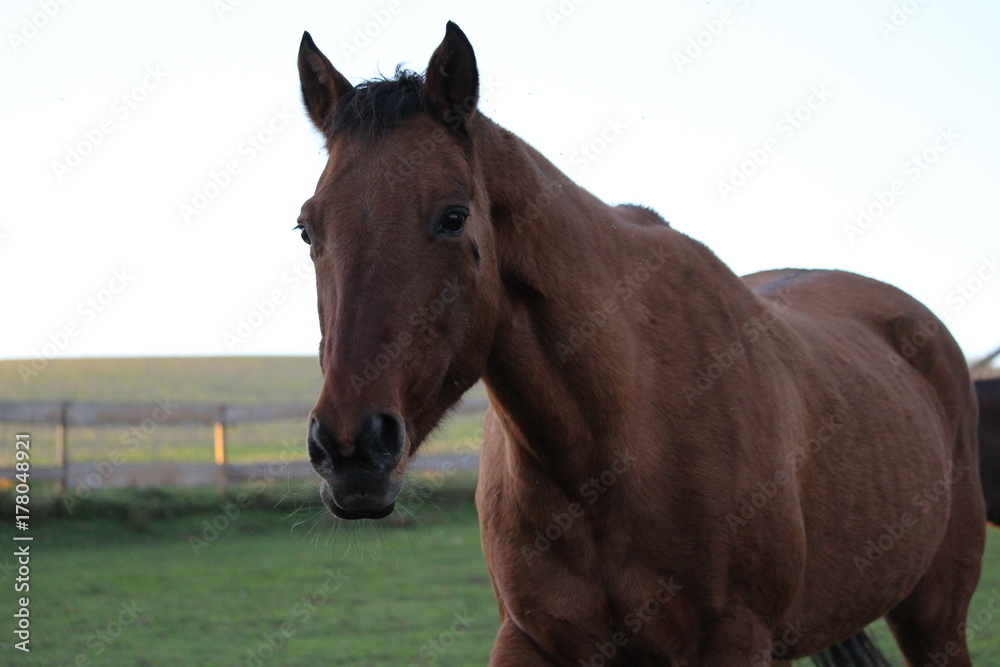 pferd auf der weider pferd auf der weider