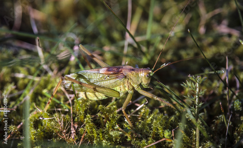 Grasshopper on the grass © vladuzn