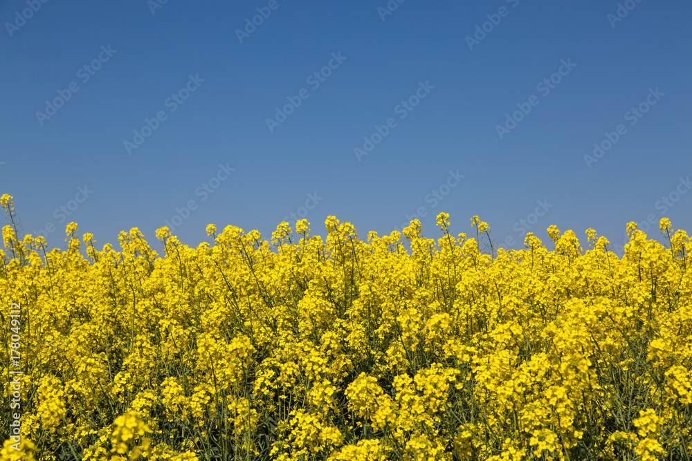 field of rapeseed with blue sky field of rapeseed with blue sky