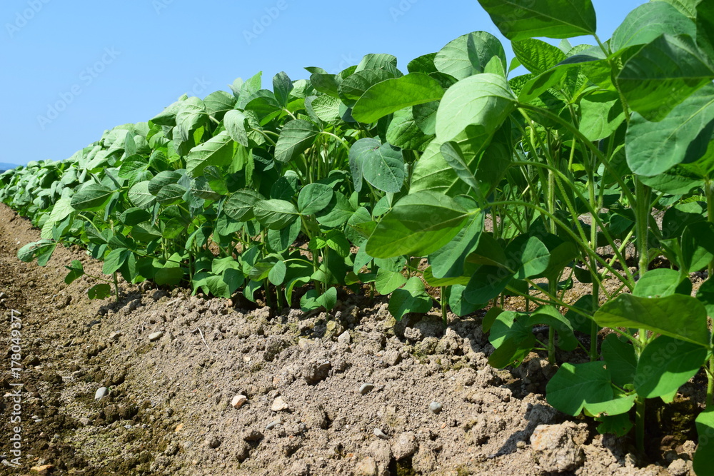 Obraz premium 大豆畑