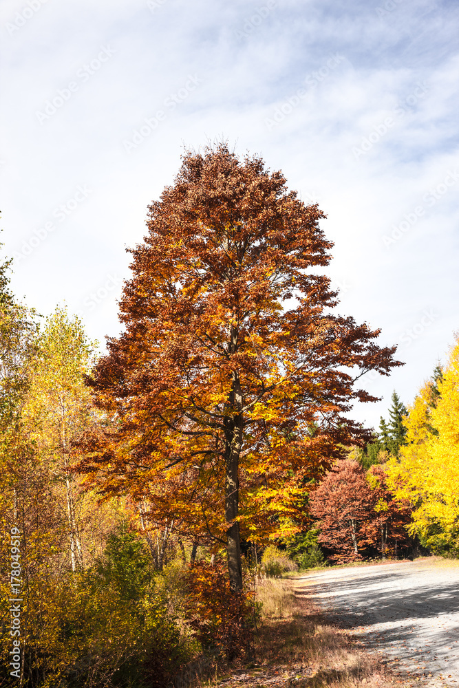 Herbstbäume