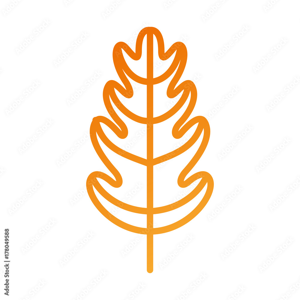 autumn leaf season natural foliage flora