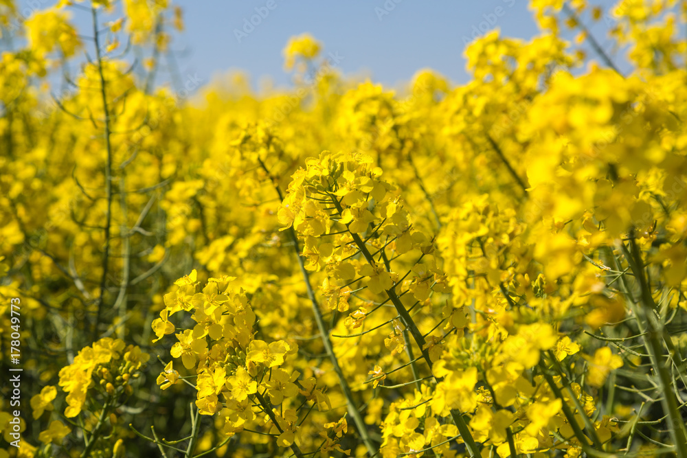 Obraz premium field of yellow flowering rapeseed blossoms