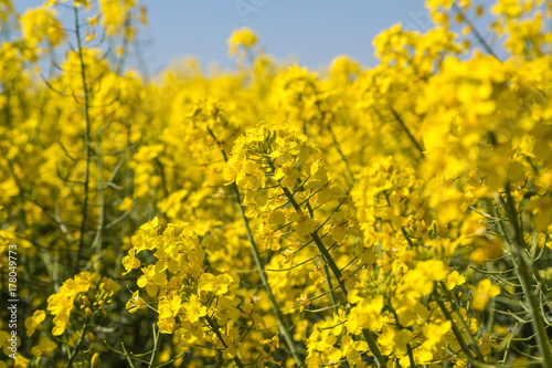 field of yellow flowering rapeseed blossoms