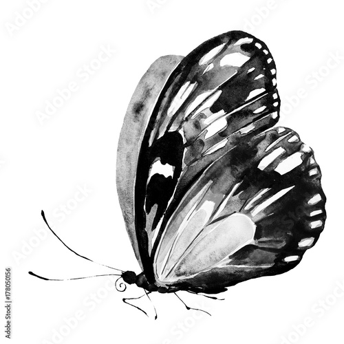 Photography black butterfly,watercolor, isolated on a white