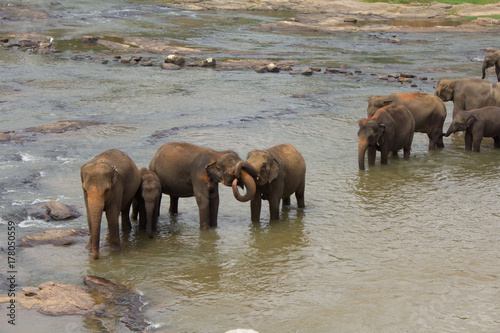 Photography elephants at the watering place