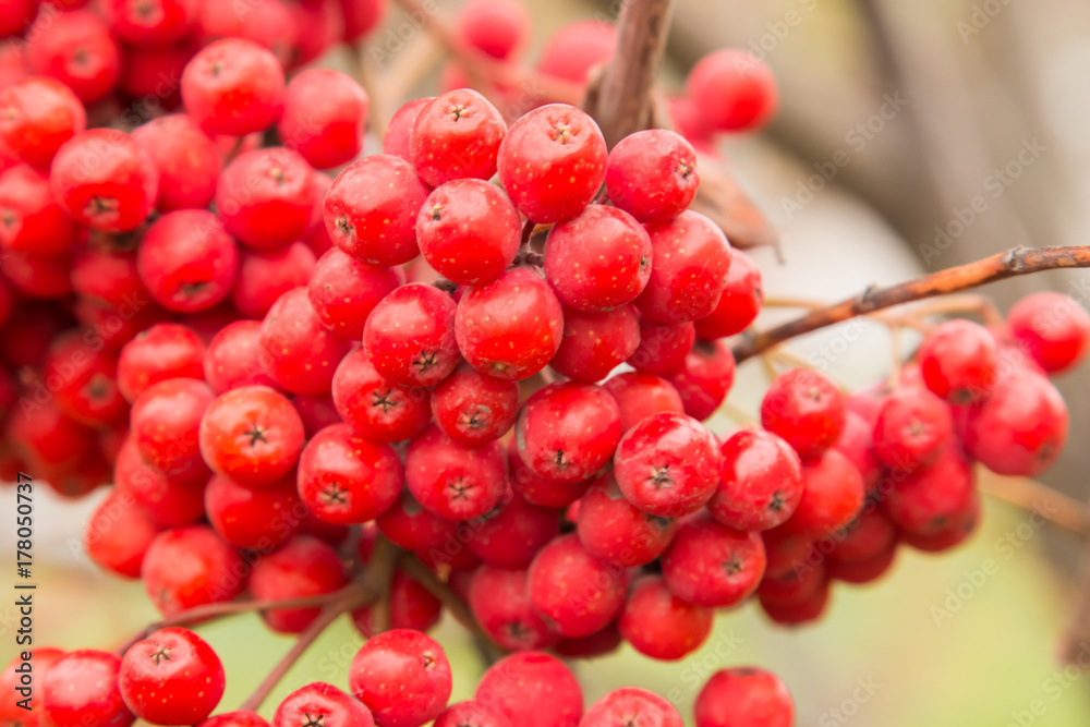 red berries rowan of Russian ashberry on a tree close-up