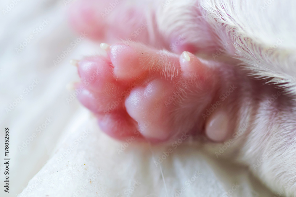 soft focus, close up macro shot pink new born puppy dog paws with copy space , new born puppy care concept soft focus, close up macro shot pink new born puppy dog paws with copy space , new born puppy care concept
