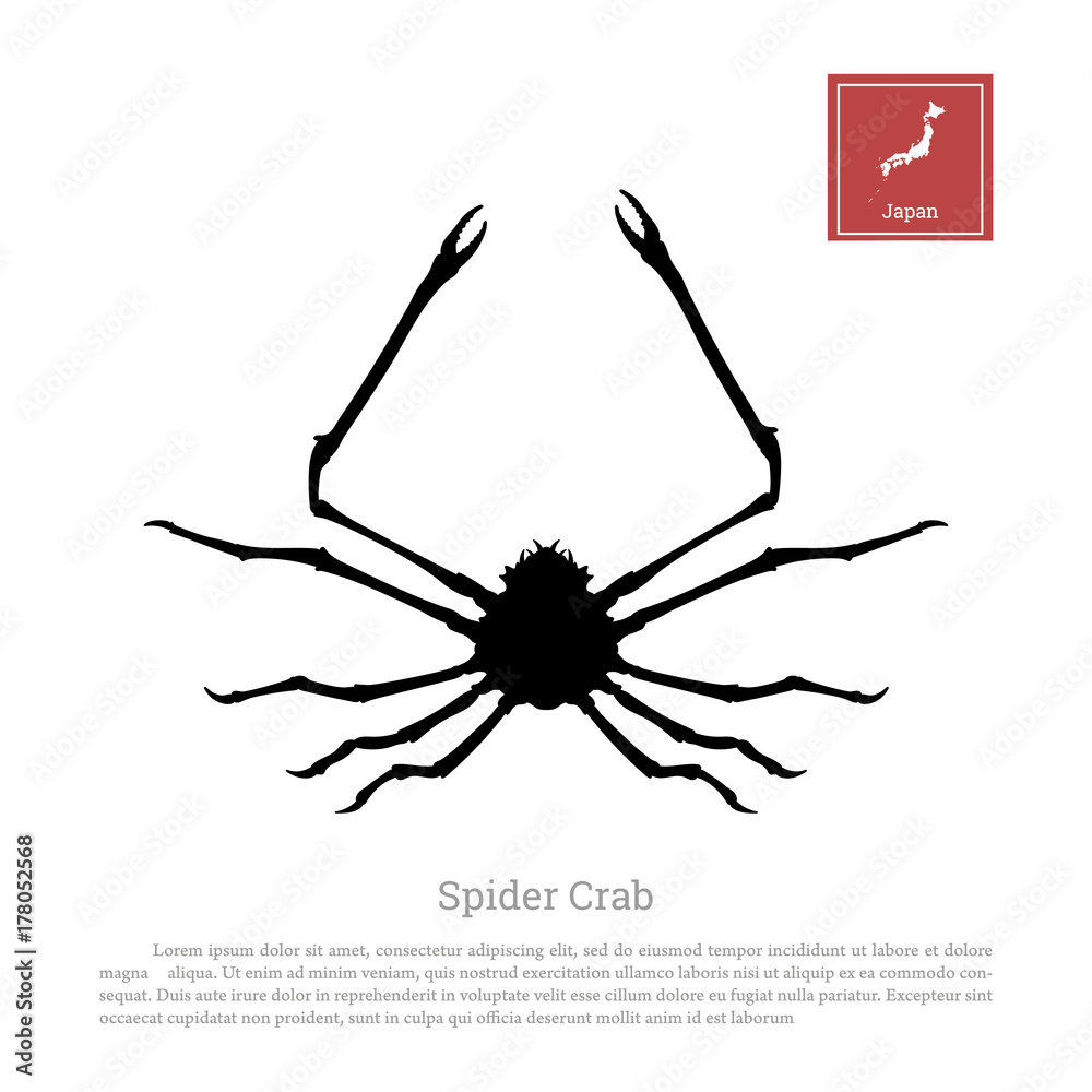 Black silhouette of a Japanese spider crab on a white background. Animals of Japan. Vector
