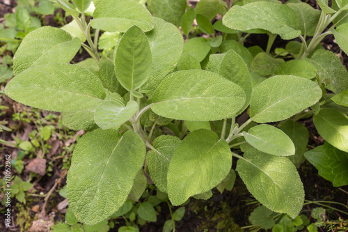 sage plant in vegetable garden