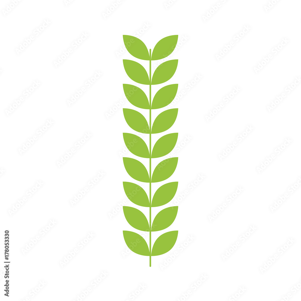 branch laurel leaves decoration natural branch laurel leaves decoration natural