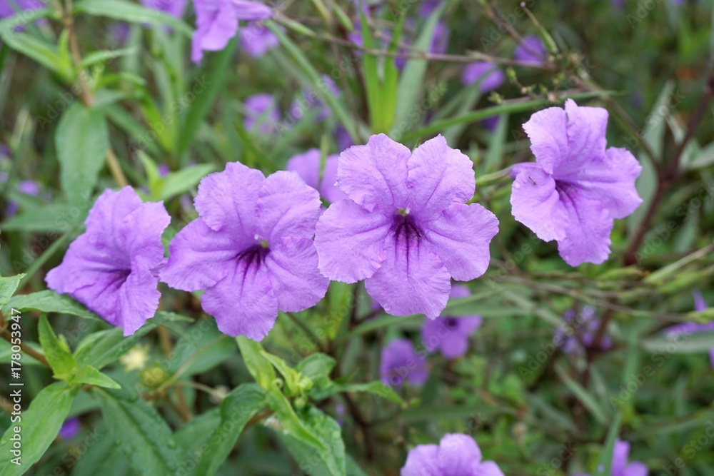 blue ruellia tuberosa flower in nature garden blue ruellia tuberosa flower in nature garden