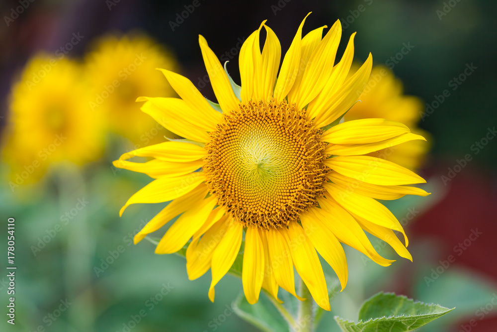 Sunflower