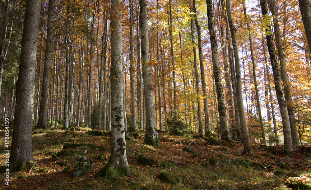 Obraz premium Kolory jesieni w lesie