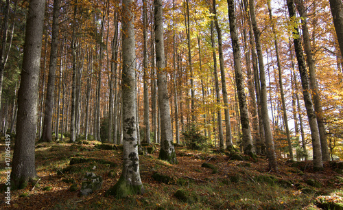 Fototapeta Naklejka Na Ścianę i Meble -  Autumn colors in the forest