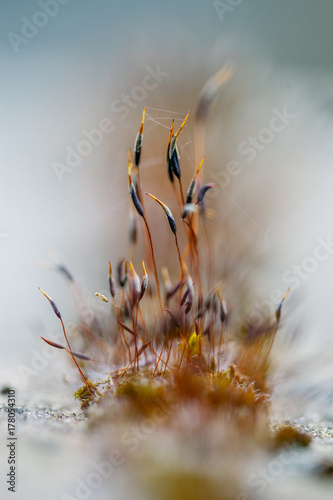 Moss sporophyte